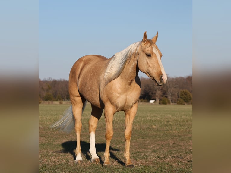 American Quarter Horse Ruin 5 Jaar 147 cm Palomino in Buffalo