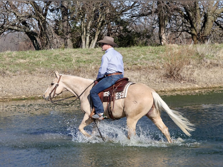 American Quarter Horse Ruin 5 Jaar 147 cm Palomino in Buffalo