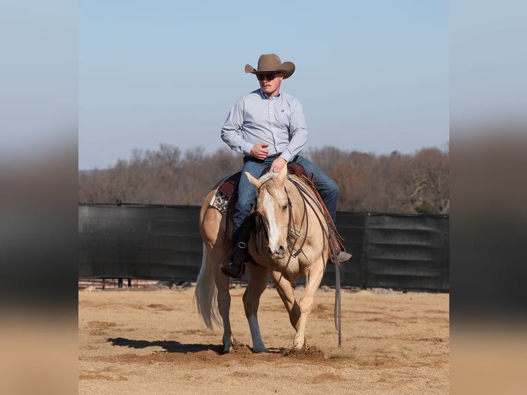 American Quarter Horse Ruin 5 Jaar 147 cm Palomino in Buffalo