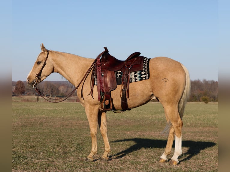 American Quarter Horse Ruin 5 Jaar 147 cm Palomino in Buffalo