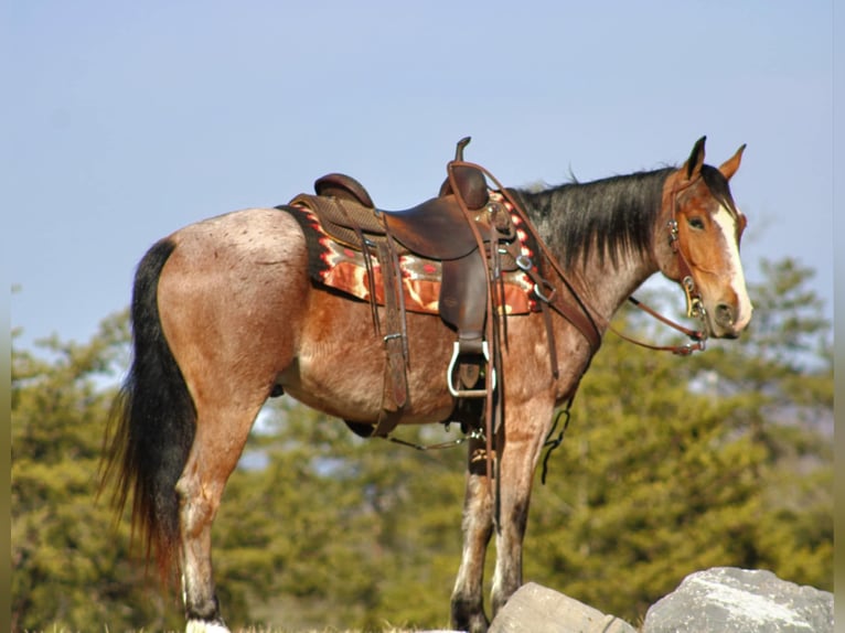 American Quarter Horse Ruin 5 Jaar 147 cm in Rebersburg, PA