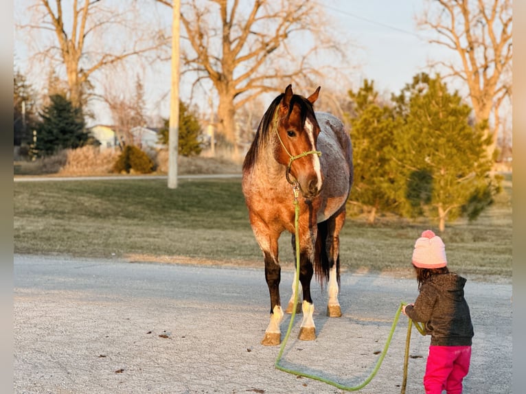 American Quarter Horse Ruin 5 Jaar 147 cm Roan-Bay in Zearing, IA