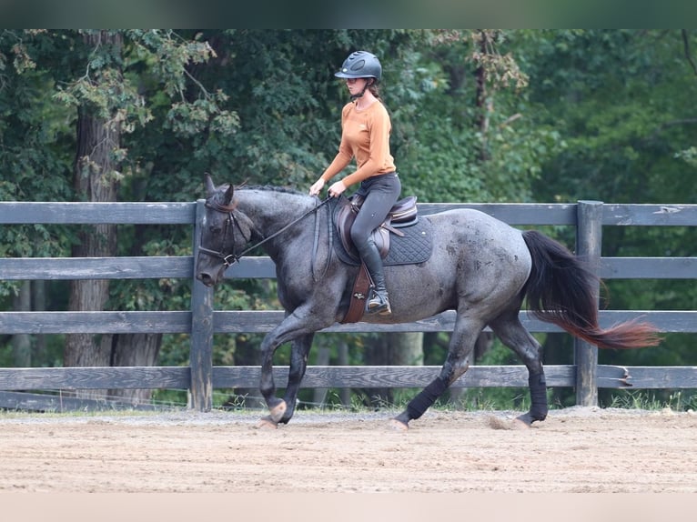 American Quarter Horse Ruin 5 Jaar 147 cm Roan-Blue in Clover, SC