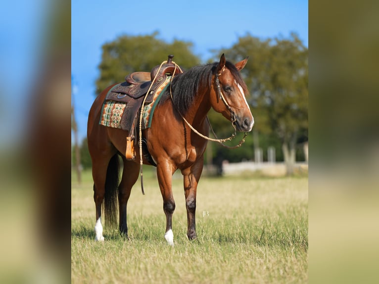 American Quarter Horse Mix Ruin 5 Jaar 147 cm Roodbruin in Terrell American Quarter Horse Mix Ruin 5 Jaar 147 cm Roodbruin in Terrell