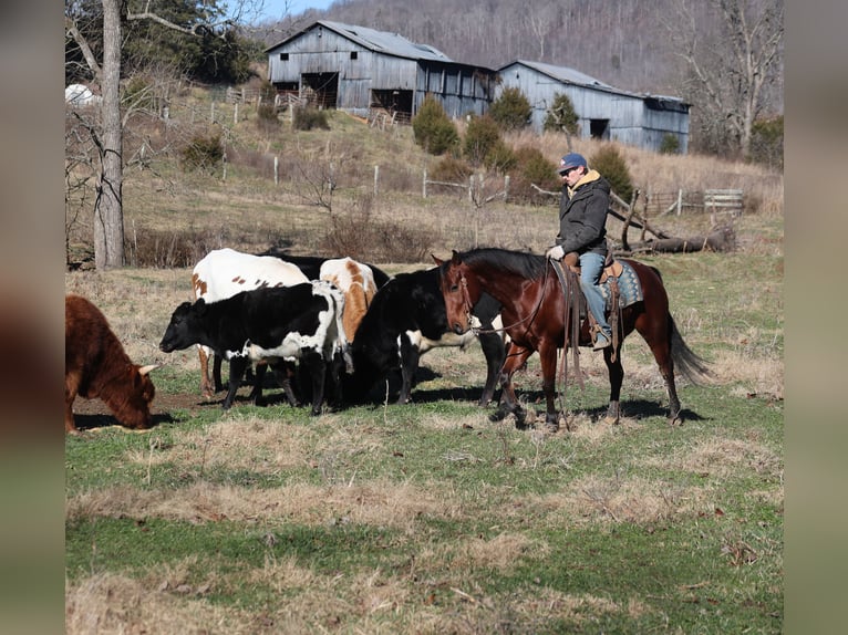 American Quarter Horse Ruin 5 Jaar 147 cm Roodbruin in Mount Vernon
