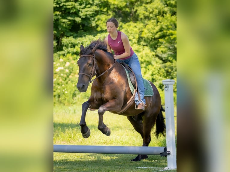 American Quarter Horse Mix Ruin 5 Jaar 147 cm Roodbruin in Auburn, KY