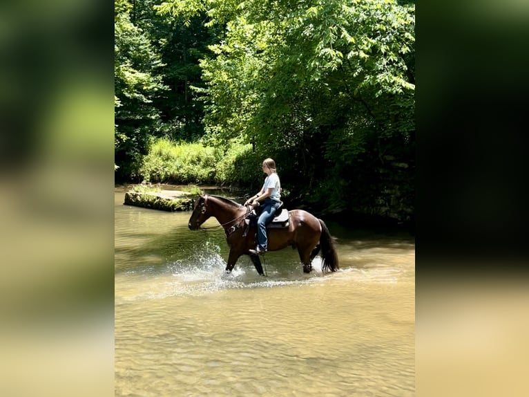 American Quarter Horse Mix Ruin 5 Jaar 147 cm Roodbruin in Auburn, KY