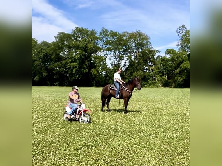 American Quarter Horse Mix Ruin 5 Jaar 147 cm Roodbruin in Auburn, KY