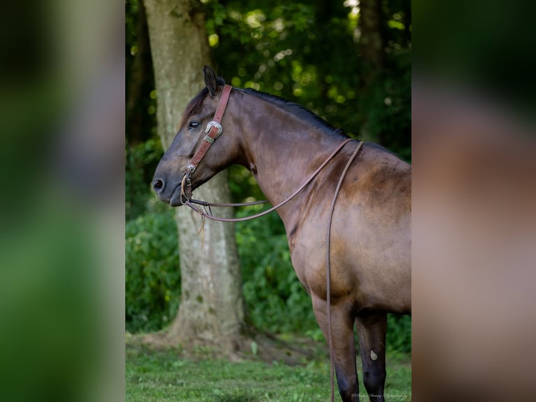 American Quarter Horse Mix Ruin 5 Jaar 147 cm Roodbruin in Auburn, KY