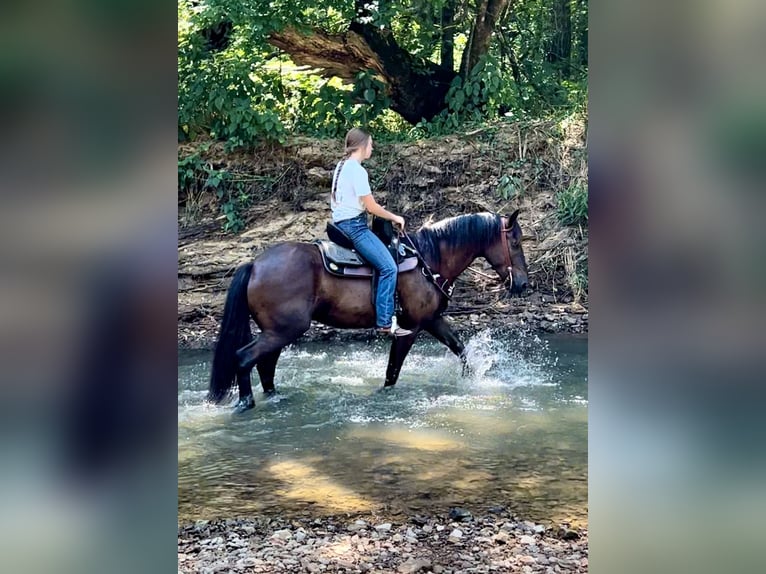 American Quarter Horse Mix Ruin 5 Jaar 147 cm Roodbruin in Auburn, KY