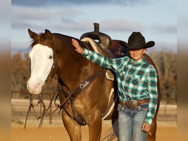 American Quarter Horse Ruin 5 Jaar 147 cm Roodvos in Cisco