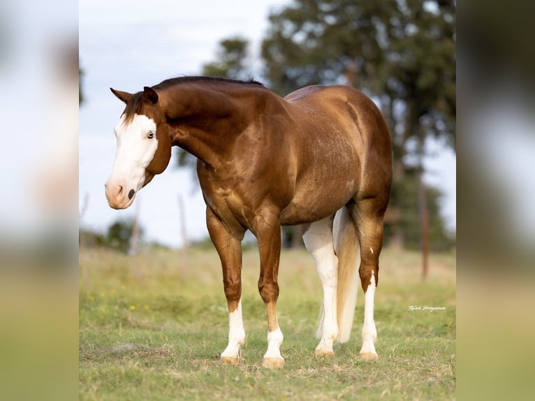 American Quarter Horse Ruin 5 Jaar 147 cm Roodvos in Cisco