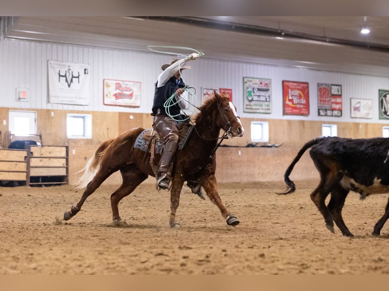American Quarter Horse Ruin 5 Jaar 147 cm Roodvos in Decorah