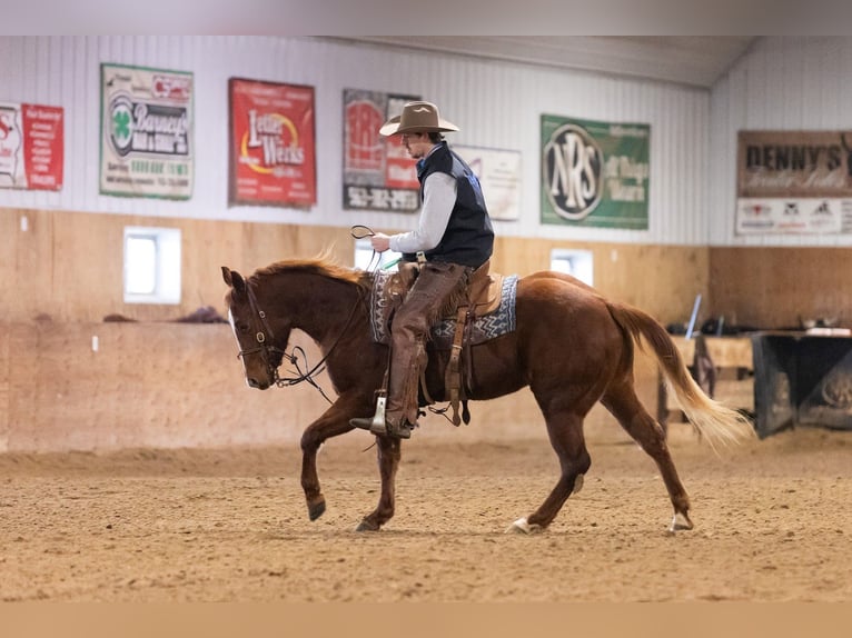 American Quarter Horse Ruin 5 Jaar 147 cm Roodvos in Decorah
