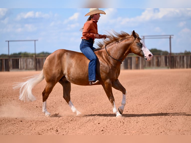 American Quarter Horse Mix Ruin 5 Jaar 147 cm Roodvos in Waco