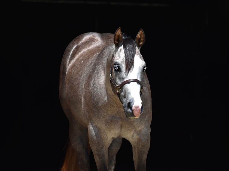 American Quarter Horse Ruin 5 Jaar 147 cm Schimmel in Providence Forge VA