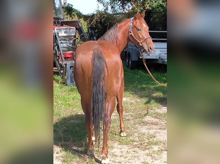 American Quarter Horse Ruin 5 Jaar 148 cm Vos in Nahrendorf