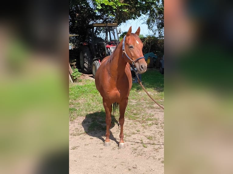 American Quarter Horse Ruin 5 Jaar 148 cm Vos in Nahrendorf