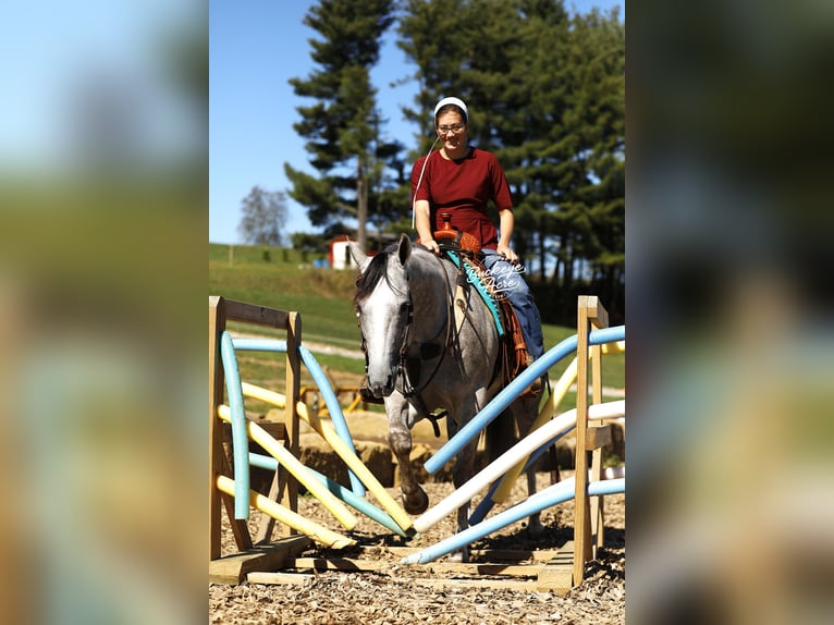 American Quarter Horse Ruin 5 Jaar 150 cm Appelschimmel in Millersburg