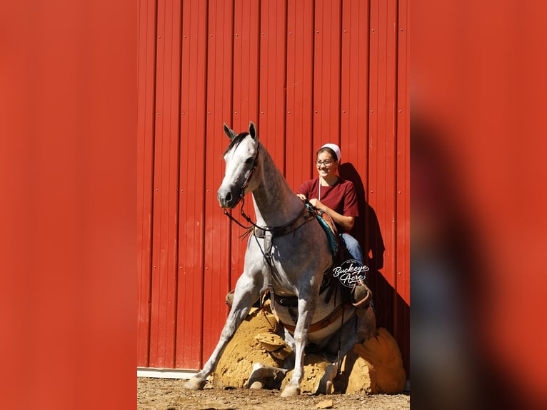 American Quarter Horse Ruin 5 Jaar 150 cm Appelschimmel in Millersburg