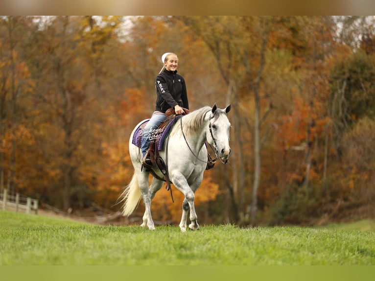 American Quarter Horse Ruin 5 Jaar 150 cm Appelschimmel in Millersburg