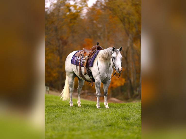American Quarter Horse Ruin 5 Jaar 150 cm Appelschimmel in Millersburg