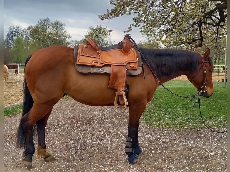 American Quarter Horse Ruin 5 Jaar 150 cm Bruin in Stade