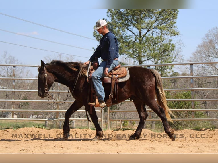 American Quarter Horse Ruin 5 Jaar 150 cm Bruin in Cherryville NC