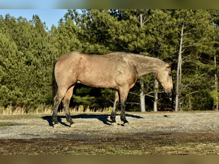 American Quarter Horse Ruin 5 Jaar 150 cm Buckskin in Sweet Springs, MO
