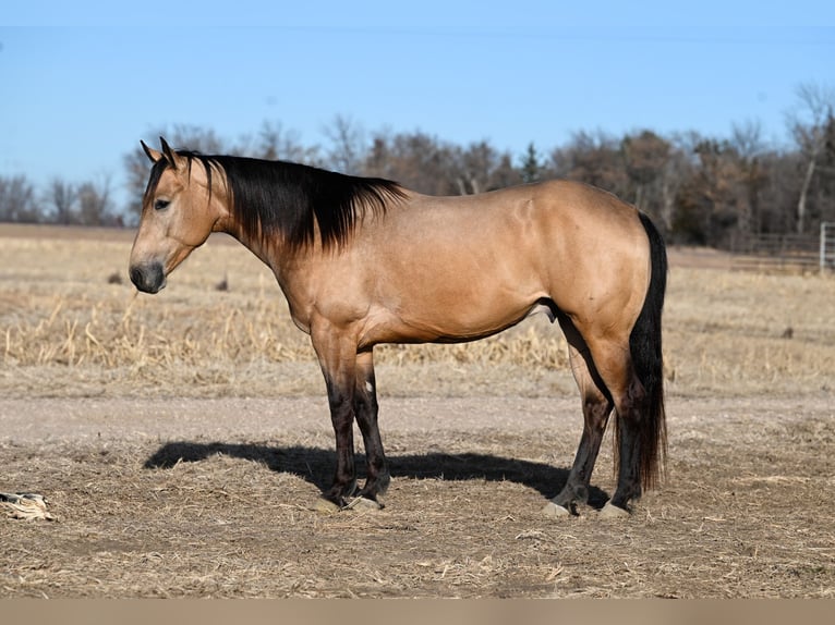 American Quarter Horse Ruin 5 Jaar 150 cm Buckskin in Canistota, SD