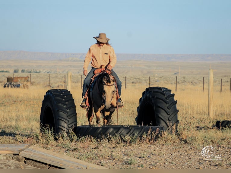 American Quarter Horse Ruin 5 Jaar 150 cm Buckskin in Cody WY