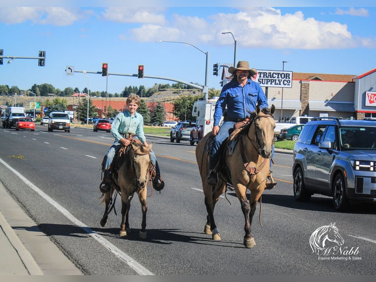 American Quarter Horse Ruin 5 Jaar 150 cm Buckskin in Cody WY