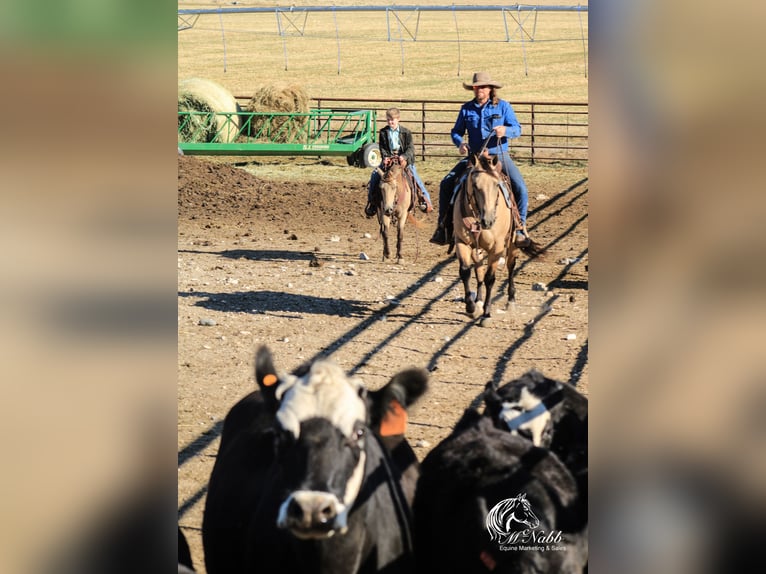 American Quarter Horse Ruin 5 Jaar 150 cm Buckskin in Cody WY