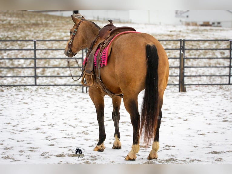 American Quarter Horse Ruin 5 Jaar 150 cm Buckskin in Fredericksburg