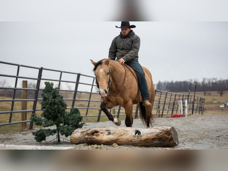 American Quarter Horse Ruin 5 Jaar 150 cm Buckskin in Fredericksburg