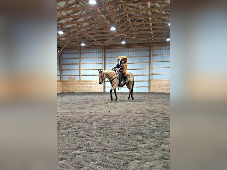 American Quarter Horse Ruin 5 Jaar 150 cm Buckskin in Rebersburg