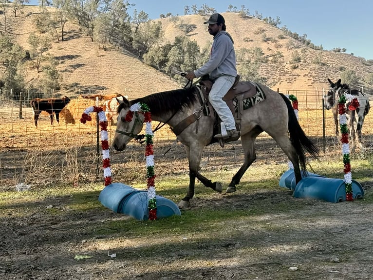American Quarter Horse Ruin 5 Jaar 150 cm Buckskin in Paicines CA