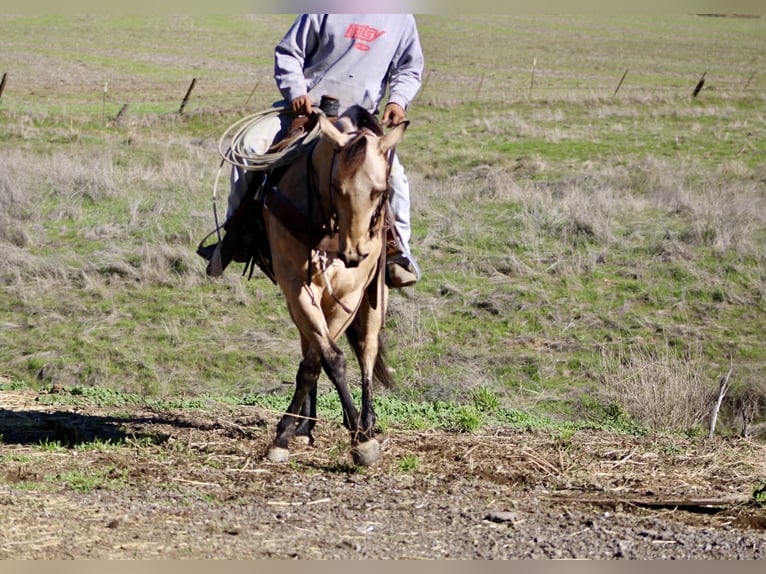 American Quarter Horse Ruin 5 Jaar 150 cm Buckskin in Paicines CA