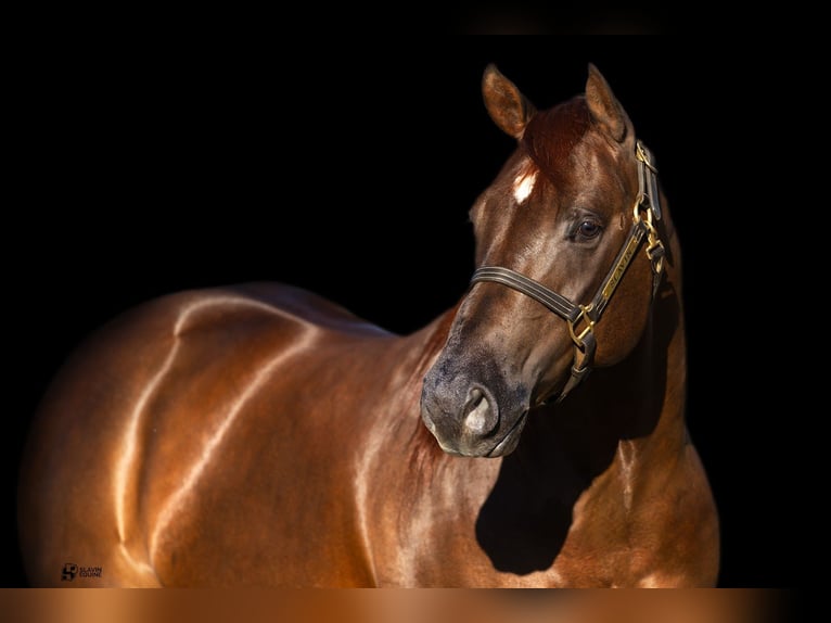 American Quarter Horse Ruin 5 Jaar 150 cm Donkere-vos in Whitesboro