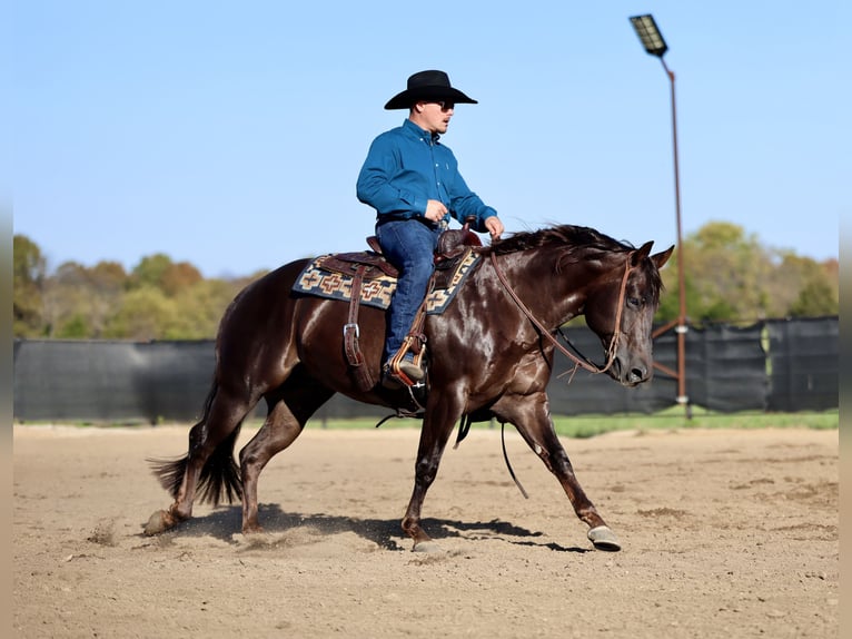 American Quarter Horse Ruin 5 Jaar 150 cm Donkere-vos in Buffalo