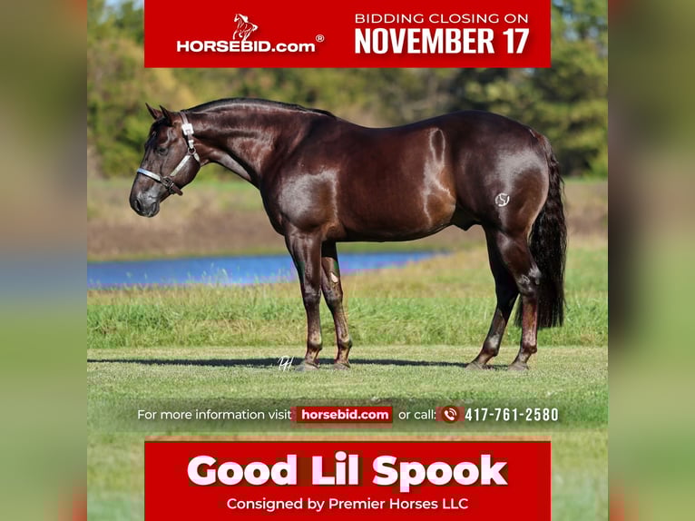 American Quarter Horse Ruin 5 Jaar 150 cm Donkere-vos in Buffalo