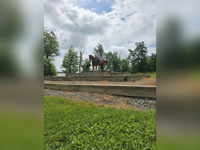American Quarter Horse Ruin 5 Jaar 150 cm Donkere-vos in Dallas PA