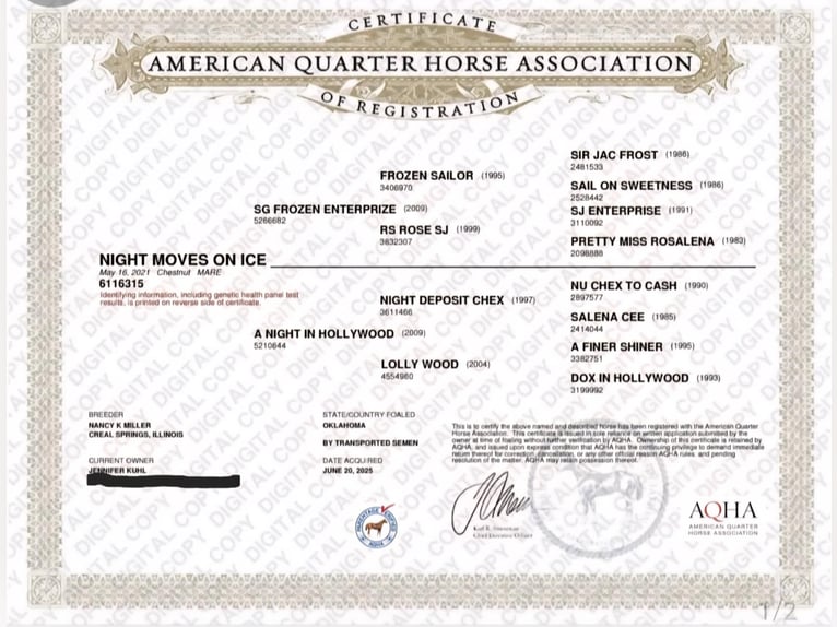 American Quarter Horse Ruin 5 Jaar 150 cm Donkere-vos in Dallas PA