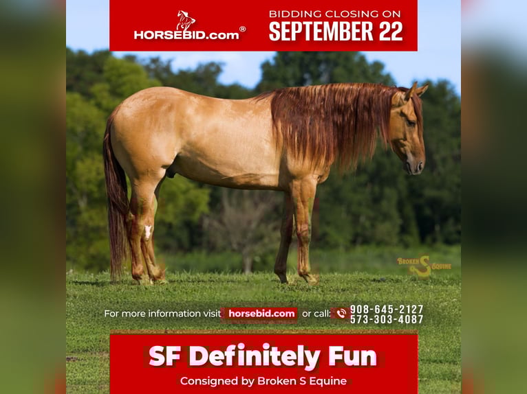 American Quarter Horse Ruin 5 Jaar 150 cm Falbe in Bogard