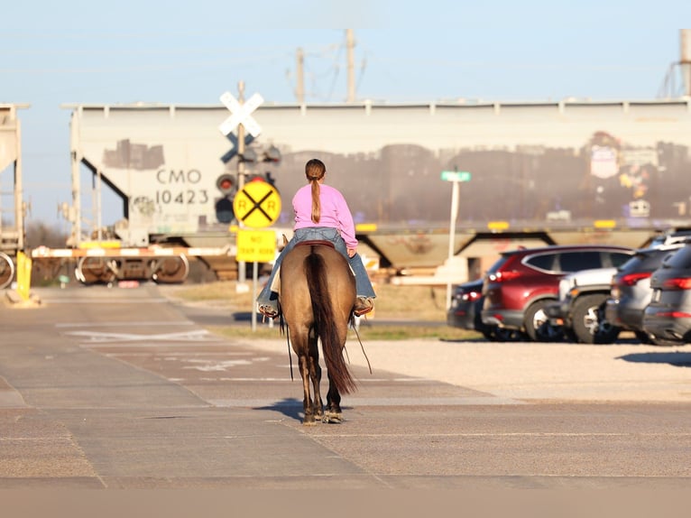 American Quarter Horse Ruin 5 Jaar 150 cm Grullo in Forney