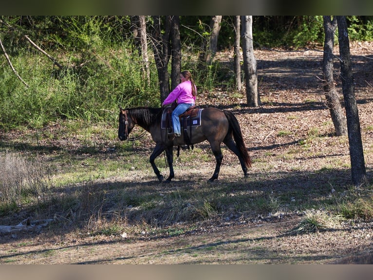 American Quarter Horse Ruin 5 Jaar 150 cm Grullo in Forney
