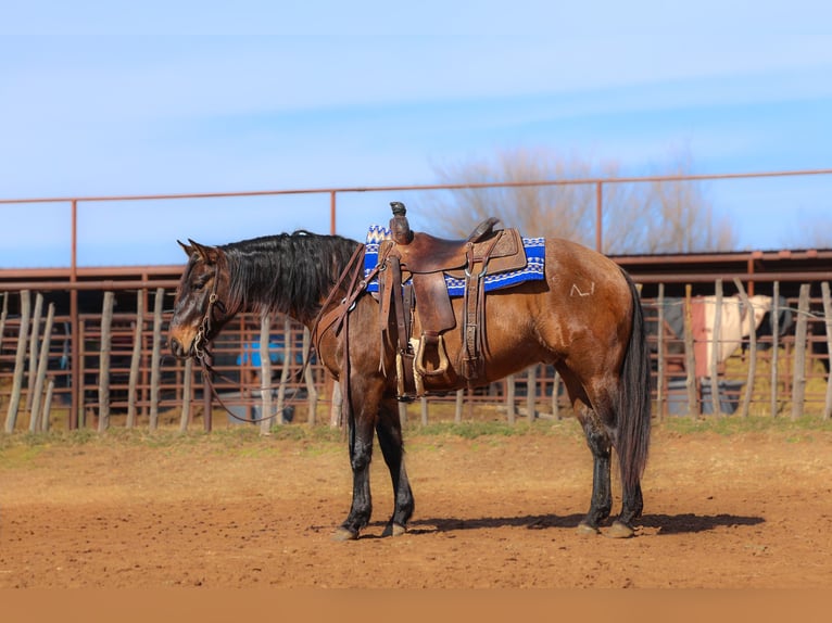 American Quarter Horse Ruin 5 Jaar 150 cm Grullo in Ripley
