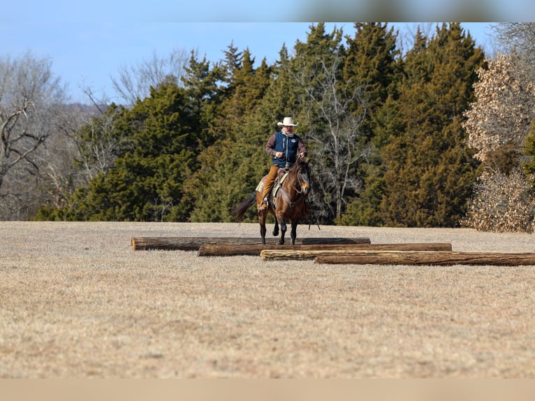 American Quarter Horse Ruin 5 Jaar 150 cm Grullo in Ripley