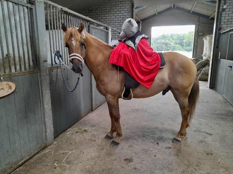 American Quarter Horse Mix Ruin 5 Jaar 150 cm Lichtbruin in Helmond