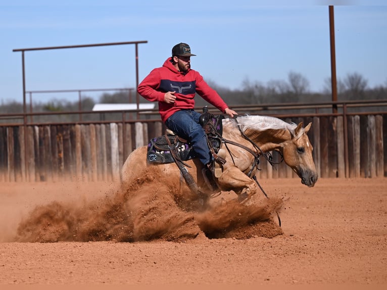 American Quarter Horse Ruin 5 Jaar 150 cm Palomino in Waco